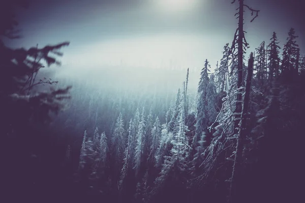 Brouillard Mystique Dans Les Forêts Montagne Nocturnes — Photo