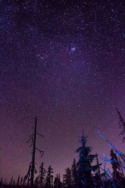 Cielo Nocturno Sobre Bosque —  Fotos de Stock