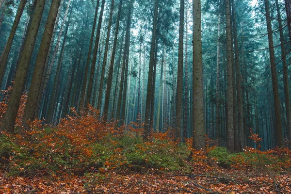 Tôt Matin Dans Brume Intérieure Automne Forêt Conifères — Photo