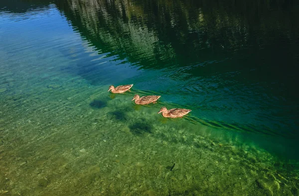 Три Утки Горном Озере — стоковое фото