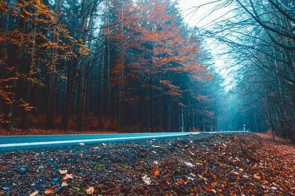 Strada Vuota Con Asfalto Autunno Forrest — Foto Stock