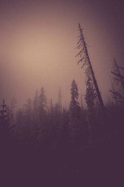 Kışın zor gece sisli ağaç