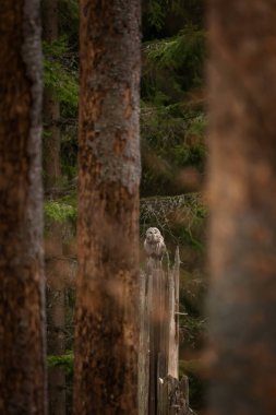 Ural baykuşu bahar ormanında bir dalda oturur. Doğal ortamında nadir görülen bir baykuş türü. Kuru ormanda hafif bir baykuş. 