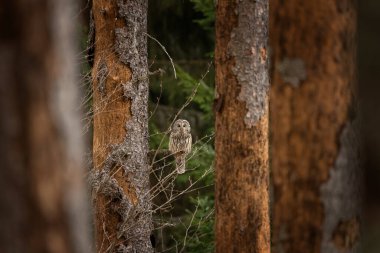 Ural baykuşu bahar ormanında bir dalda oturur. Doğal ortamında nadir görülen bir baykuş türü. Kuru ormanda hafif bir baykuş. 