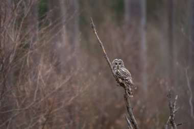 Ural baykuşu bahar ormanında bir dalda oturur. Doğal ortamında nadir görülen bir baykuş türü. Kuru ormanda hafif bir baykuş. 
