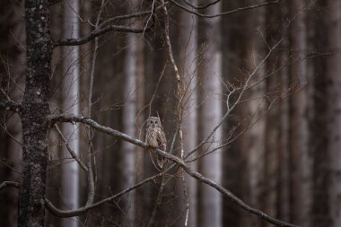 Ural baykuşu bahar ormanında bir dalda oturur. Doğal ortamında nadir görülen bir baykuş türü. Kuru ormanda hafif bir baykuş. 