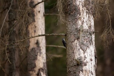 Avrasyalı üç parmaklı ağaçkakan ölü ağaçlarla besleniyor. Bagajda üç parmaklı bir ağaçkakan var. Ağaç kabuğu böceği ormanı tehdit ediyor.. 