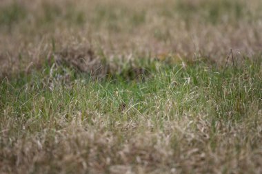 Çayırda saklanan Avrasyalı bir orman horozu. Solopax rusticola 'nın kafasının sadece küçük bir kısmı görülebilir. Uzun gagalı küçük kahverengi bir kuş çimlerin arasında saklanıyor..