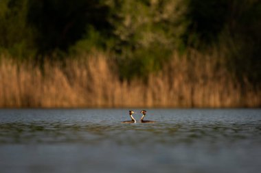 Büyük ibikli yaban ördeği üreme mevsiminde ayrıntılı bir kur dansı yapar. Grebe baharda yüzeyde yüzer..