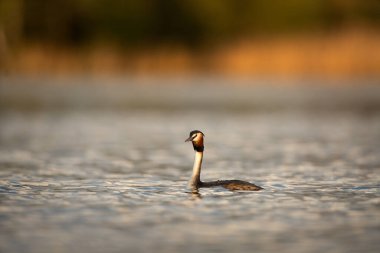 Büyük ibikli yaban ördeği üreme mevsiminde ayrıntılı bir kur dansı yapar. Grebe baharda yüzeyde yüzer..