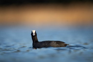 Avrasyalı bir yaban ördeği yuva yaparken yüzeyde yüzer. Beyaz gagalı ve kırmızı gözlü siyah bir kuş..