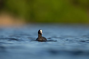 Avrasyalı bir yaban ördeği yuva yaparken yüzeyde yüzer. Beyaz gagalı ve kırmızı gözlü siyah bir kuş..