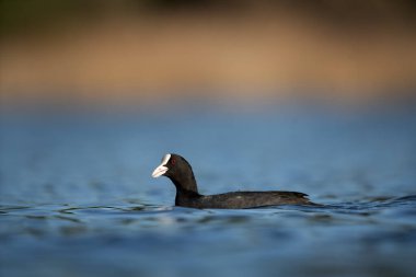 Avrasyalı bir yaban ördeği yuva yaparken yüzeyde yüzer. Beyaz gagalı ve kırmızı gözlü siyah bir kuş..