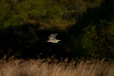 Gri bir balıkçıl göletin üzerinde uçar. Sineğe yakalanmış bir balıkçıl. Suyun yanında boynu uzun gri bir kuş bulunabilir..