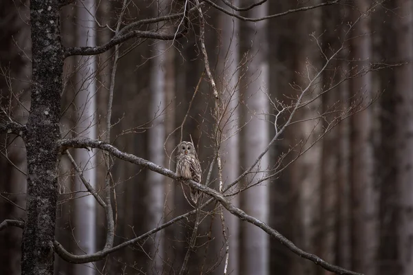 Ural baykuşu bahar ormanında bir dalda oturur. Doğal ortamında nadir görülen bir baykuş türü. Kuru ormanda hafif bir baykuş. 