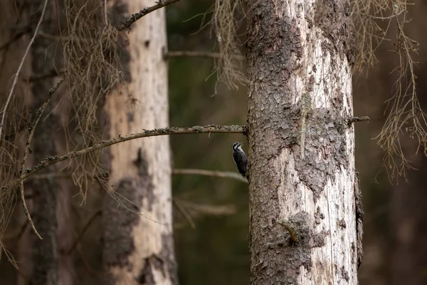 Avrasyalı üç parmaklı ağaçkakan ölü ağaçlarla besleniyor. Bagajda üç parmaklı bir ağaçkakan var. Ağaç kabuğu böceği ormanı tehdit ediyor.. 