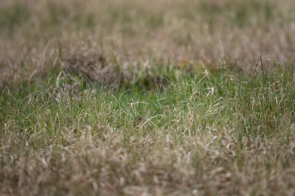 Çayırda saklanan Avrasyalı bir orman horozu. Solopax rusticola 'nın kafasının sadece küçük bir kısmı görülebilir. Uzun gagalı küçük kahverengi bir kuş çimlerin arasında saklanıyor..