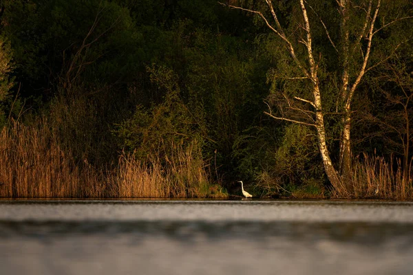 Gölette beyaz bir balıkçıl. Büyük bir balıkçıl gölette avlanıyor. Uzun boyunlu beyaz bir kuş suyun yakınında bulunabilir..