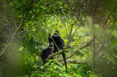 Anavatanlarında nadir bulunan bir şapka languru grubu. Kafasında beyaz bir şerit olan siyah bir langur. Vietnam ormanlarında nesli tükenmekte olan Trachypithecus hatinhensis.