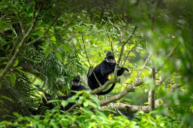 Anavatanlarında nadir bulunan bir şapka languru grubu. Kafasında beyaz bir şerit olan siyah bir langur. Vietnam ormanlarında nesli tükenmekte olan Trachypithecus hatinhensis.