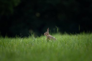 Bir Avrupa tavşanı otlakta duruyor. Yazın bir tavşan..