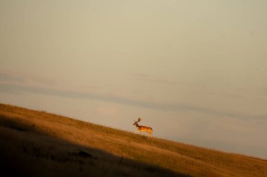 Azma mevsiminde nadasa dönmüş bir geyik. Dama dama sürüsü sonbahar mevsiminde doğal yaşam alanında.. 