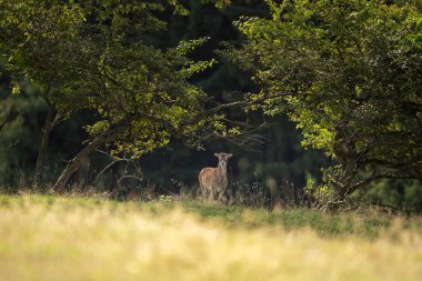 Sonbaharda bir muflon. Bir ovis aries musimon doğal ortamında. Çayırda bir muflon. 
