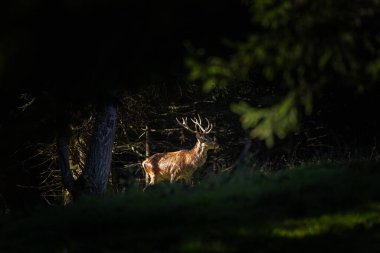 Azma mevsiminde kızıl bir geyik. Sonbaharda doğal ortamda kızıl geyik sürüsü.. 