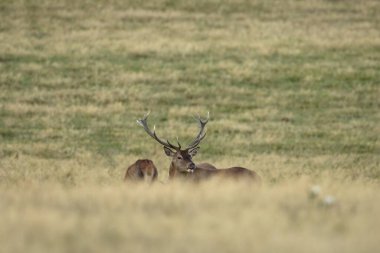 Azma mevsiminde kızıl bir geyik. Sonbaharda doğal ortamda kızıl geyik sürüsü.. 