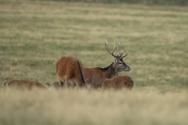 Azma mevsiminde kızıl bir geyik. Sonbaharda doğal ortamda kızıl geyik sürüsü.. 