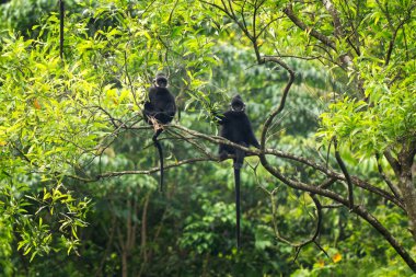 Anavatanlarında nadir bulunan bir şapka languru grubu. Kafasında beyaz bir şerit olan siyah bir langur. Vietnam ormanlarında nesli tükenmekte olan Trachypithecus hatinhensis.