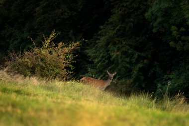 Çiftleşme mevsiminde kızıl bir geyik. Azgınlık mevsiminde bir geyik. Doğal ortamında bir cervus elaphus.. 