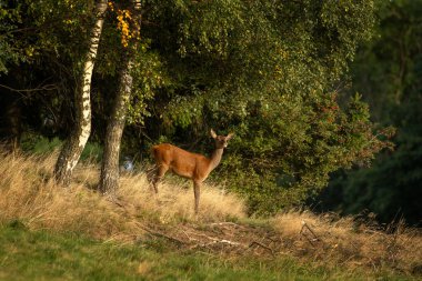 Çiftleşme mevsiminde kızıl bir geyik. Azgınlık mevsiminde bir geyik. Doğal ortamında bir cervus elaphus.. 