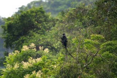 Anavatanlarında nadir bulunan bir şapka languru grubu. Kafasında beyaz bir şerit olan siyah bir langur. Vietnam ormanlarında nesli tükenmekte olan Trachypithecus hatinhensis.