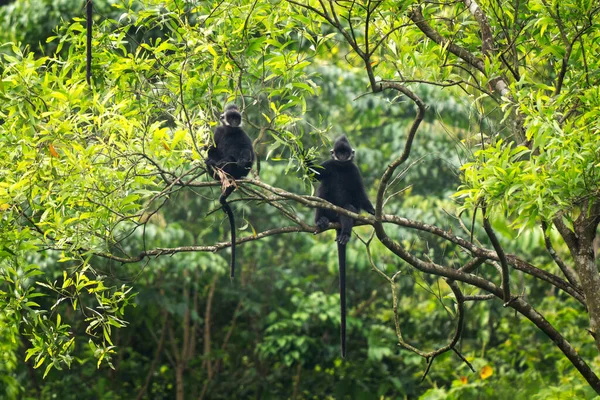 Anavatanlarında nadir bulunan bir şapka languru grubu. Kafasında beyaz bir şerit olan siyah bir langur. Vietnam ormanlarında nesli tükenmekte olan Trachypithecus hatinhensis.