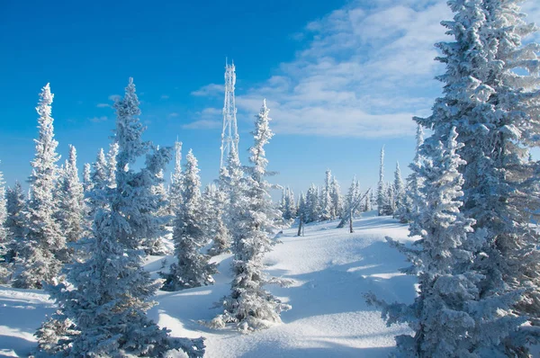 Forest tale from the top of the mountain called Zelenaya, communication technology background. Sheregesh ski resort, Altai.