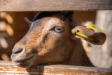 Güzel genç keçi çiftlikte çitin dışına bakıyor, Rusya.