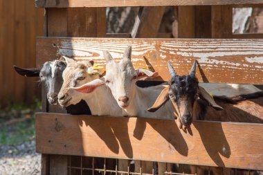 Boynuzları olan genç keçiler bir tezgahtan bakıyor, Rusya.