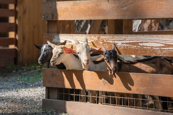 Cabras Jovens Com Chifres Que Olham Uma Tenda Rússia — Fotografia de Stock