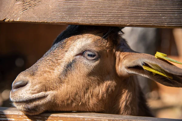 Güzel genç keçi çiftlikte çitin dışına bakıyor, Rusya.