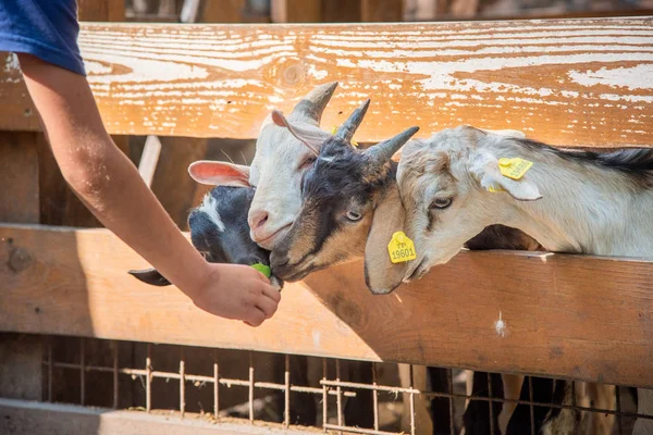 Uma Criança Está Alimentando Cabras Jovens Uma Fazenda Rússia — Fotografia de Stock