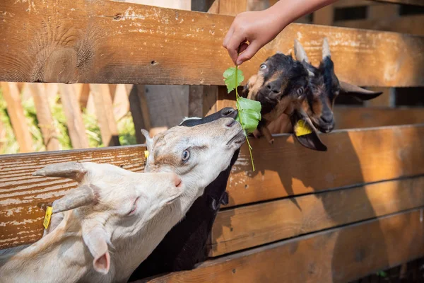 Uma Criança Está Alimentando Cabras Jovens Uma Fazenda Rússia — Fotografia de Stock
