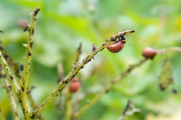 Colorado böcekleri larvaları patates çalılar yemek.