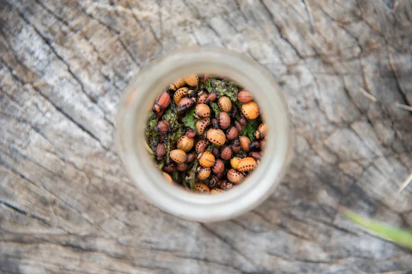 Bir kavanozda toplanan Colorado böcekleri larvaları.