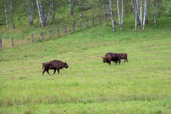 雄性野牛在草地上吃草 — 图库照片