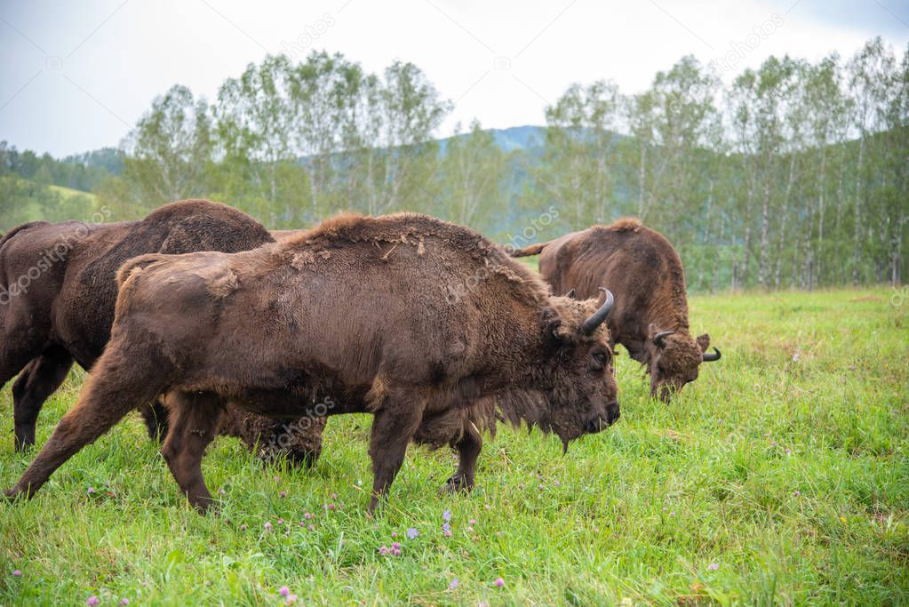 Running Buffalo in the meadow.
