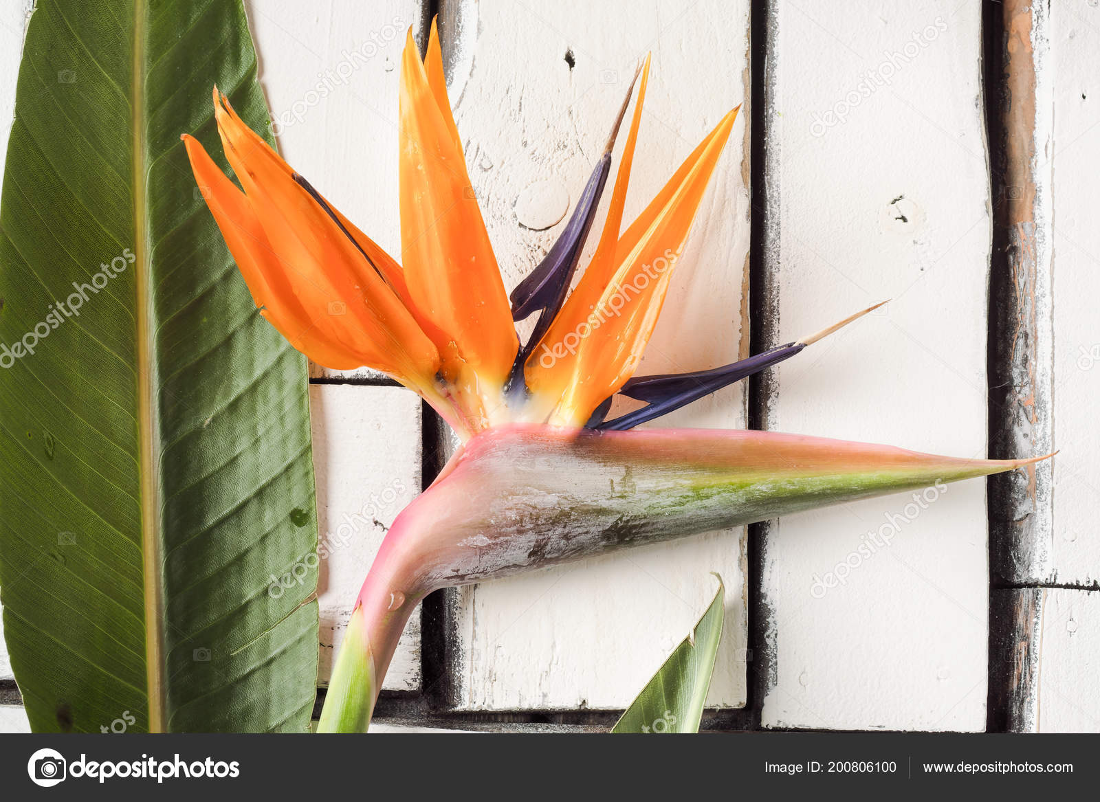 Orange Fleurs Et Feuilles Exotiques Se Trouvent Sur Une