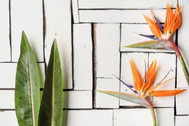 Turuncu tropikal çiçek ve egzotik yaprak beyaz plak panoları masaya yalan. Cennet kuşu.