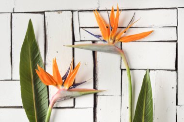 Turuncu tropikal çiçek ve egzotik yaprak beyaz plak panoları masaya yalan. Cennet kuşu.