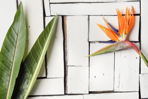 Turuncu tropikal çiçek ve egzotik yaprak beyaz plak panoları masaya yalan. Cennet kuşu.